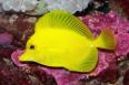 yellow tang